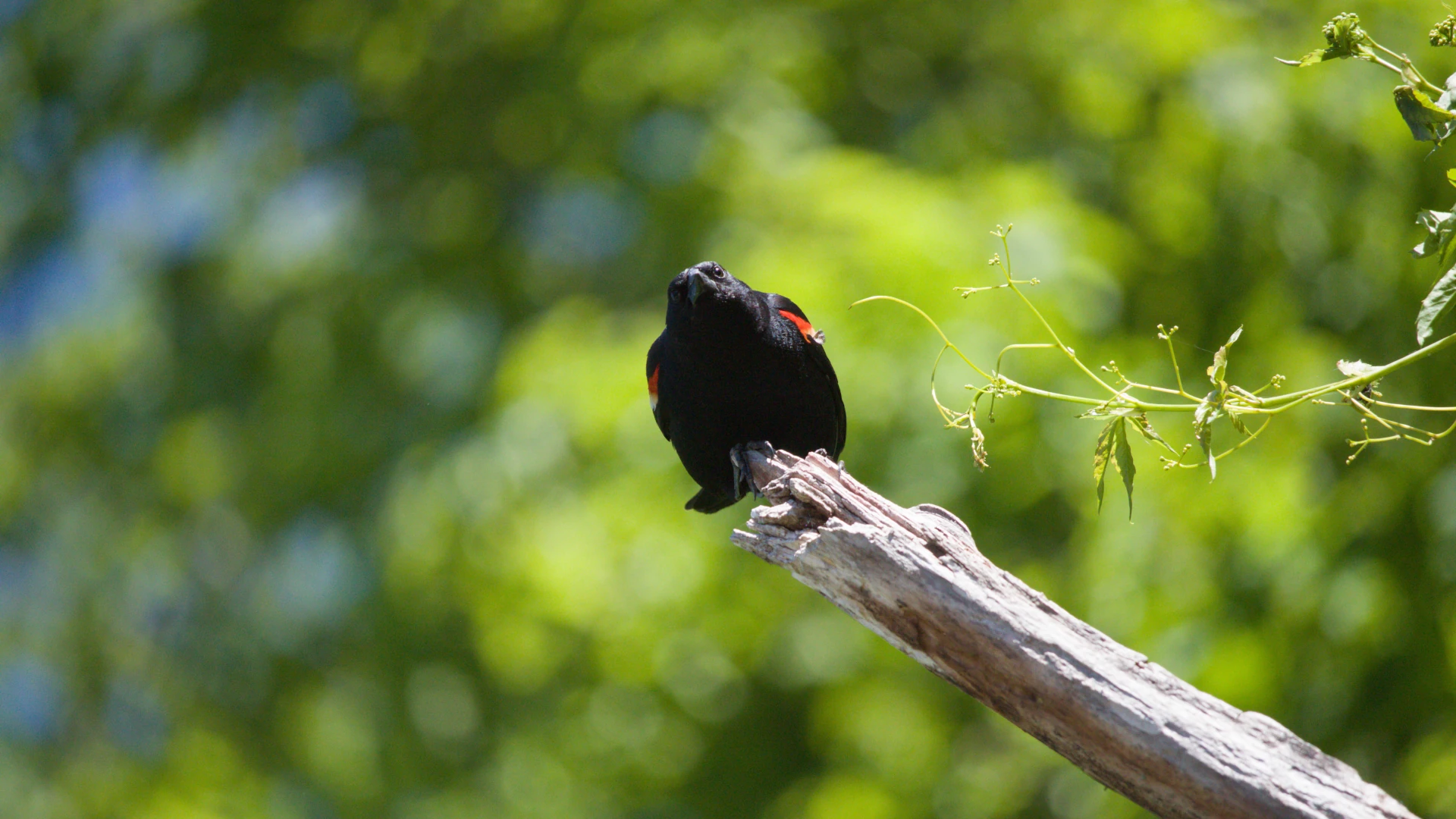 Red-winged Blackbird