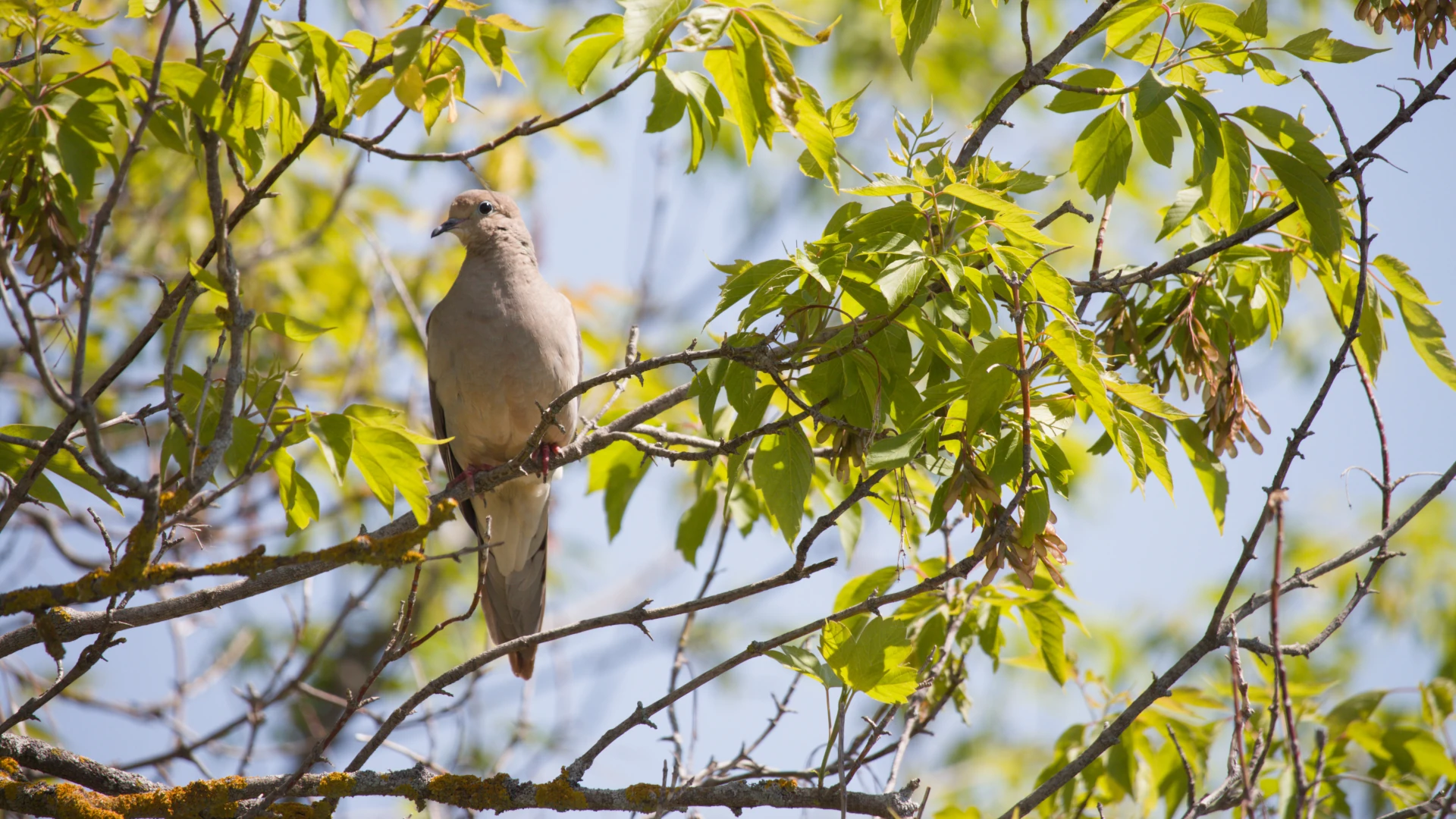 Mourning Dove