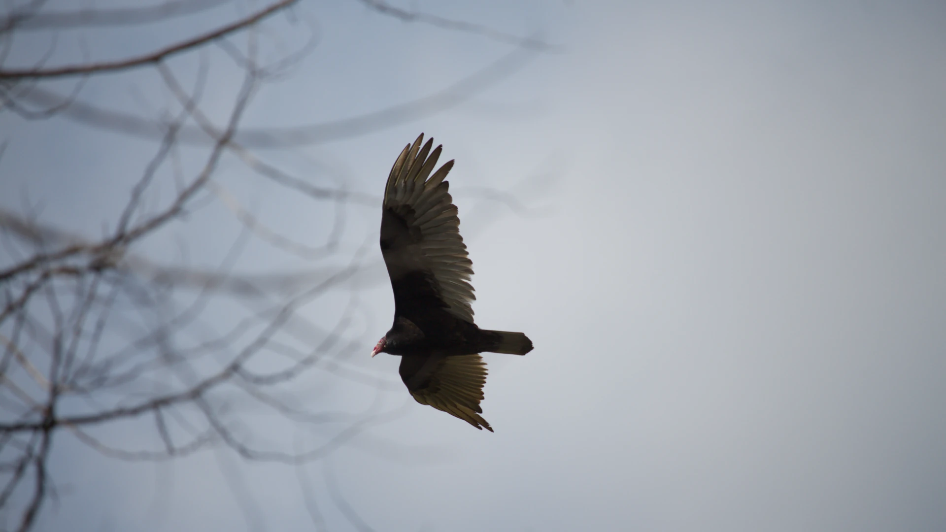Turkey Vulture