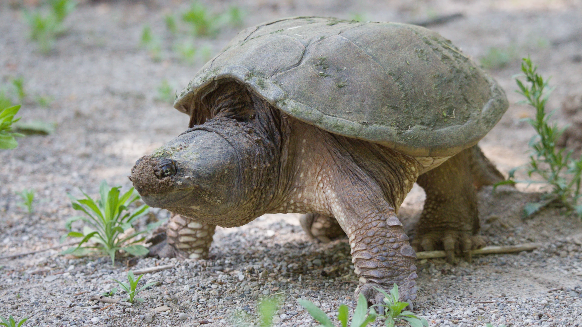 Snapping Turtle
